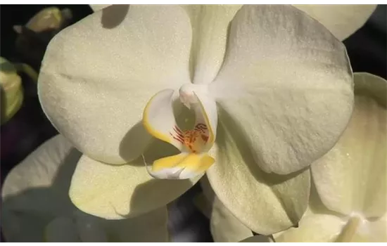 Soins des orchidées Soins des orchidées