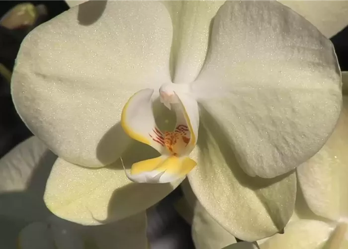 Soins des orchidées Soins des orchidées