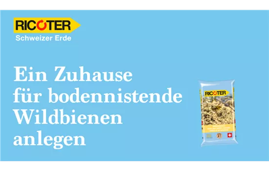 Créer un foyer en sable pour les abeilles sauvages qui nichent au sol Créer un foyer en sable pour les abeilles sauvages qui nichent au sol