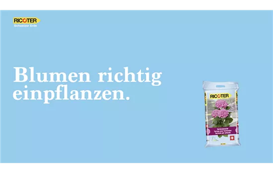 Blumen richtig einpflanzen Blumen richtig einpflanzen