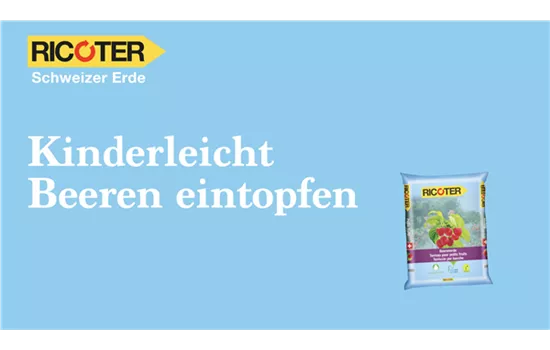 Kinderleicht Beeren eintopfen Kinderleicht Beeren eintopfen