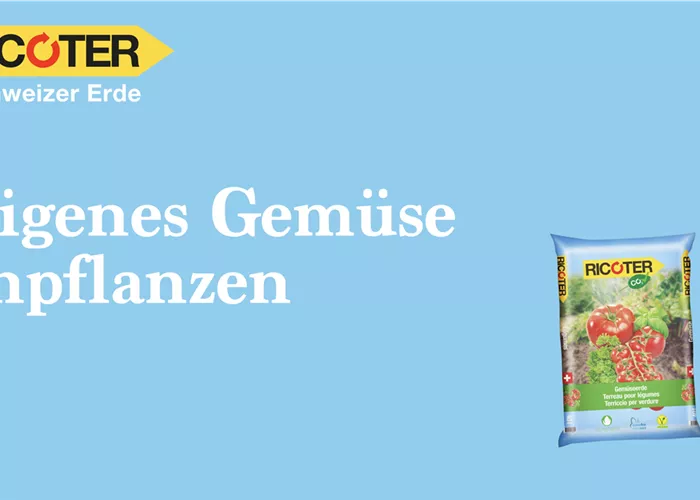 Gemüse anpflanzen Gemüse anpflanzen