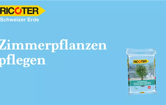 Zimmerpflanzen umtopfen Zimmerpflanzen umtopfen