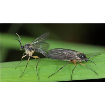 Beraterinformation Trauermücken Beraterinformation Trauermücken