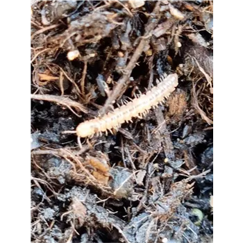 Beraterinformation Tausendfüssler Beraterinformation Tausendfüssler