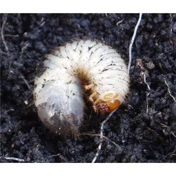 Beraterinformation Rosenkäfer Beraterinformation Rosenkäfer