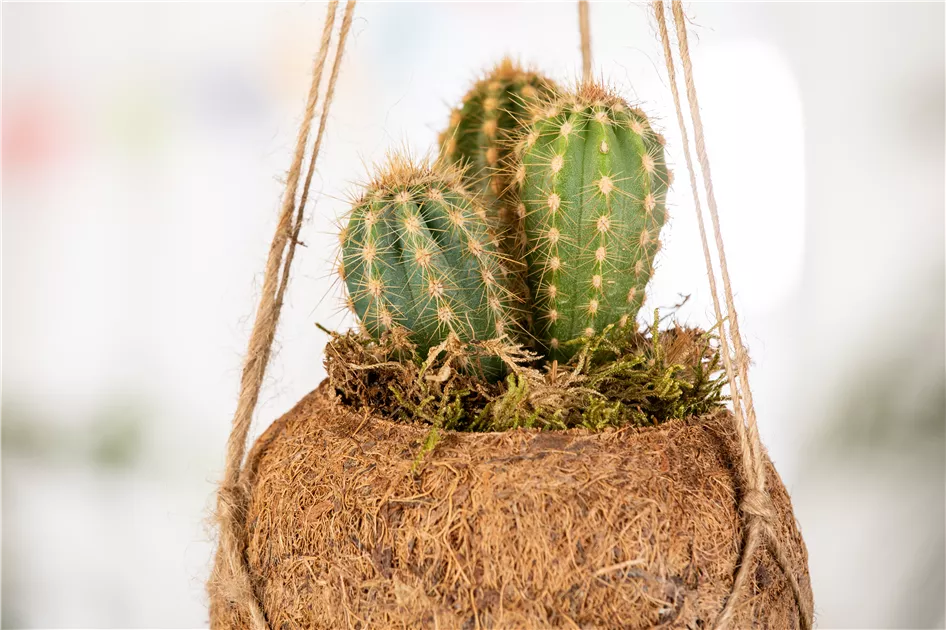 Couvertures De Pointe De Paille En Silicone: Cactus Design Boire