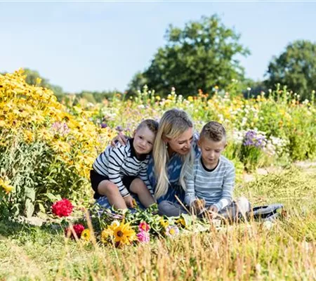 Dire oui à la nature est facile avec une prairie fleurie multicolore