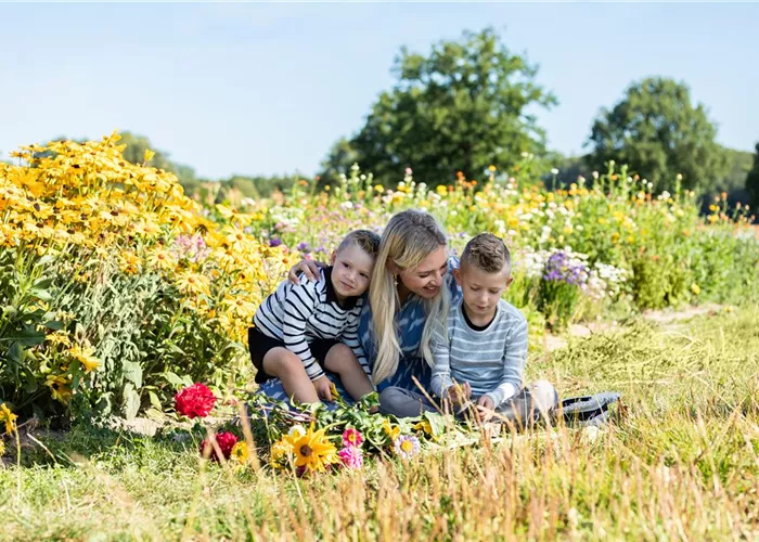 Ja zur Natur: Mit einer bunten Blumenwiese geht das ganz einfach