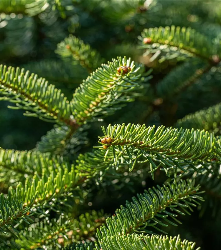 Sapin de Céphalonie 'Meyer´s Dwarf'