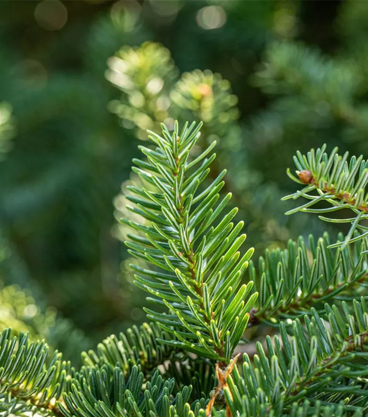 Sapin de Céphalonie 'Meyer´s Dwarf'