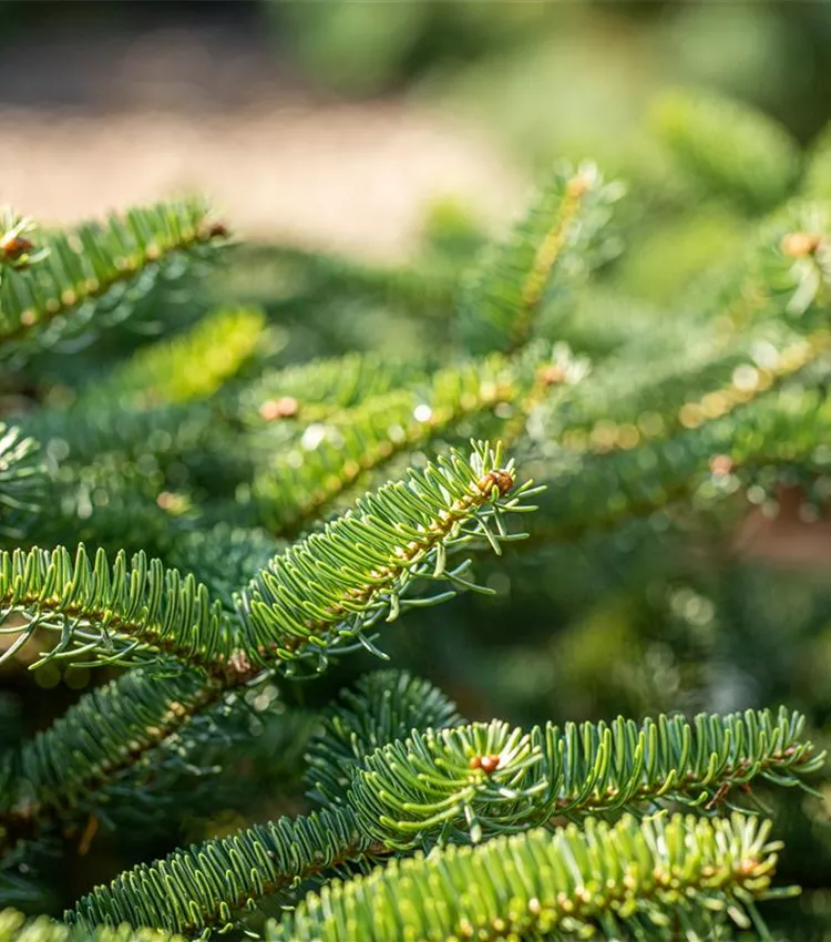 Sapin de Céphalonie 'Meyer´s Dwarf'