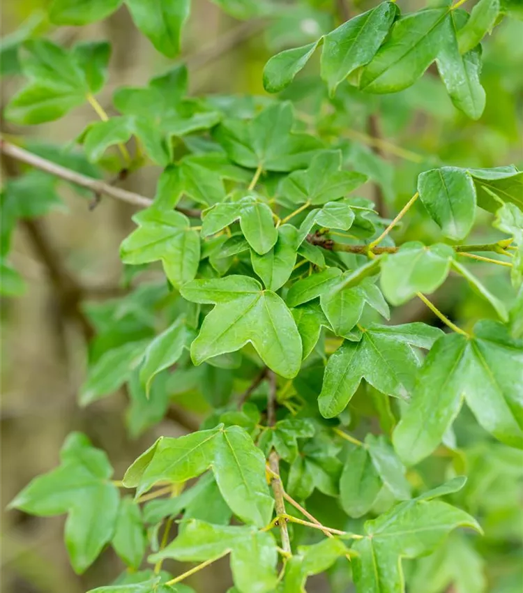 Französischer Ahorn Französischer Ahorn