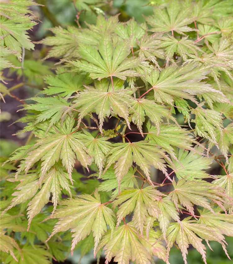Fächerahorn 'Ariadne'