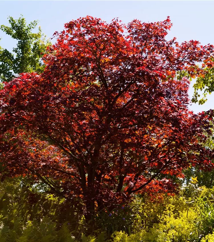 Erable palmé 'Atropurpureum'