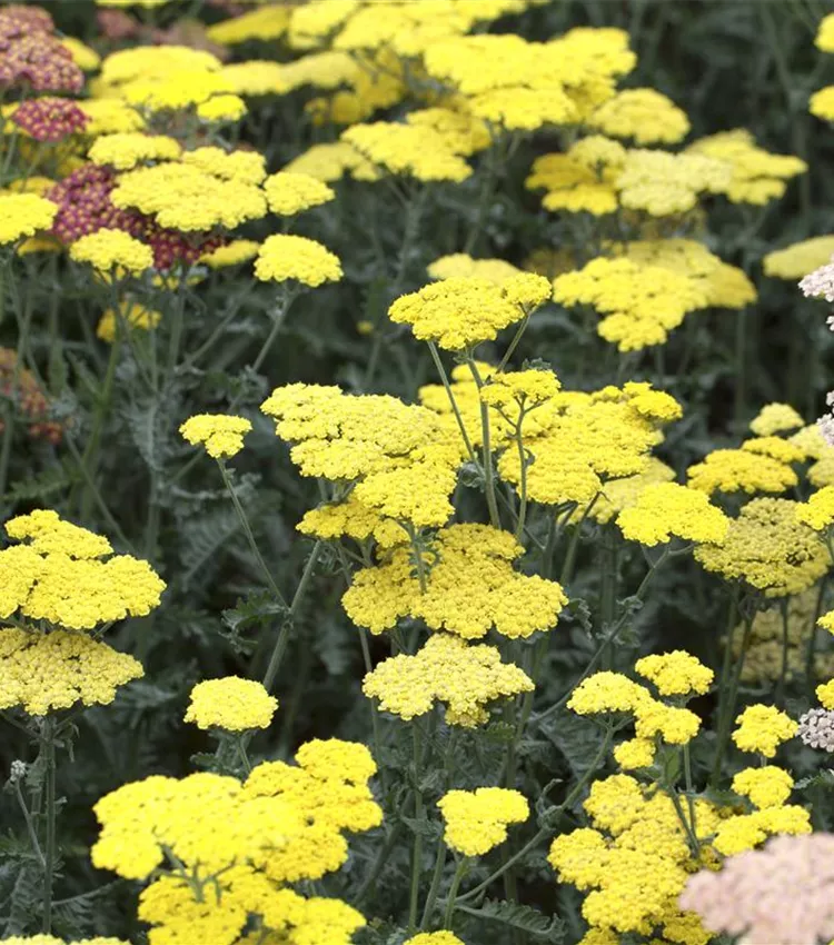 Garten-Goldquirl-Garbe 'Moonshine'