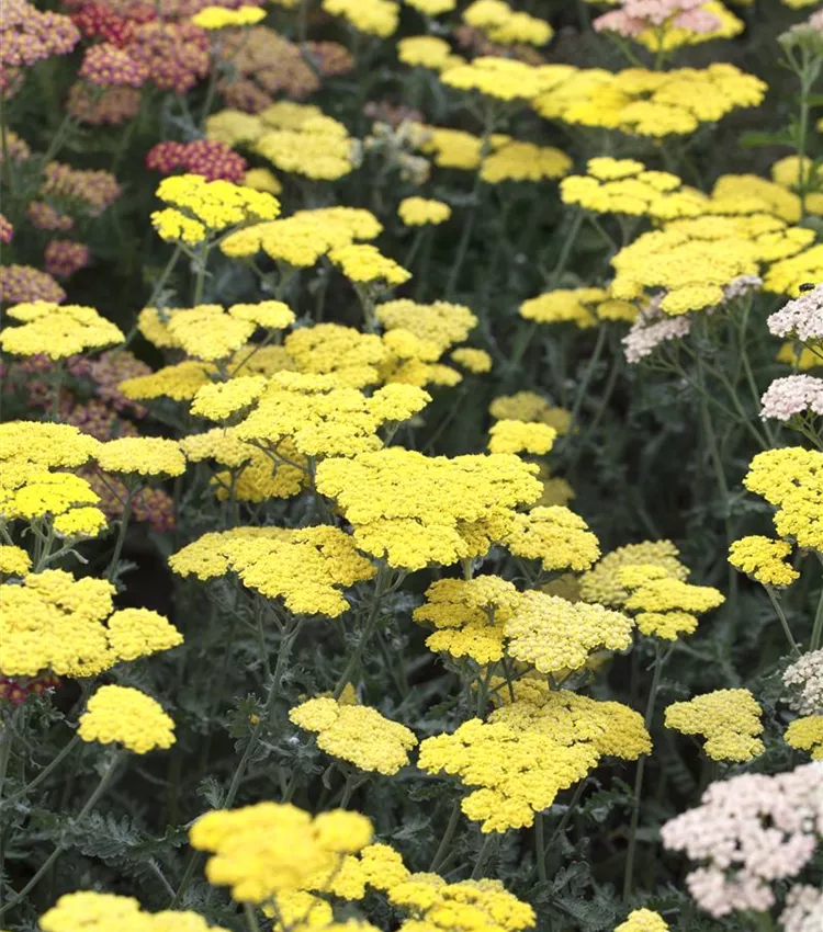 Garten-Goldquirl-Garbe 'Moonshine'