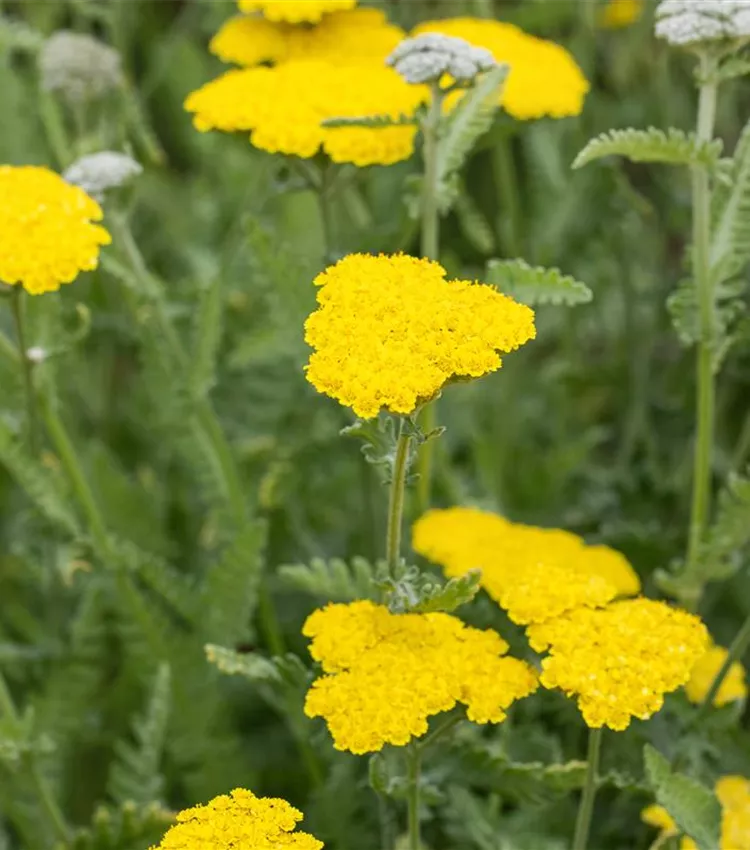 Garten-Goldquirl-Garbe 'Moonshine'