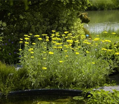 Achillea filipendulina