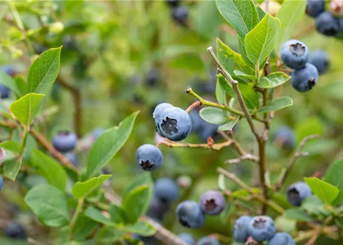 Das finden nicht nur Kinder bärenstark – ein Garten voller Beeren