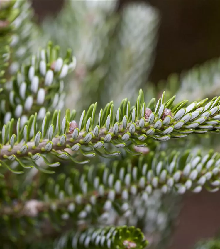 Koreatanne 'Silberlocke'