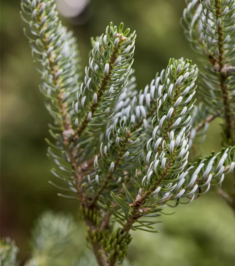 Koreatanne 'Silberlocke'