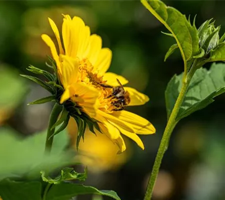 Starkzehrer im Garten und auf dem Balkon richtig versorgen