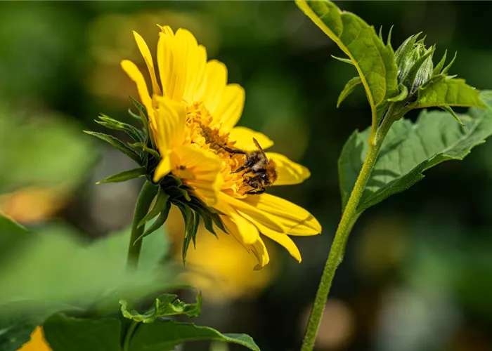 Nourrir correctement les plantes très gourmandes dans le jardin et sur le balcon