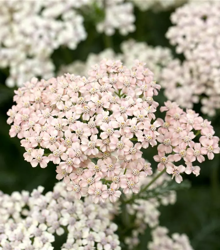 Achillée millefeuille 'Apfelblüte'