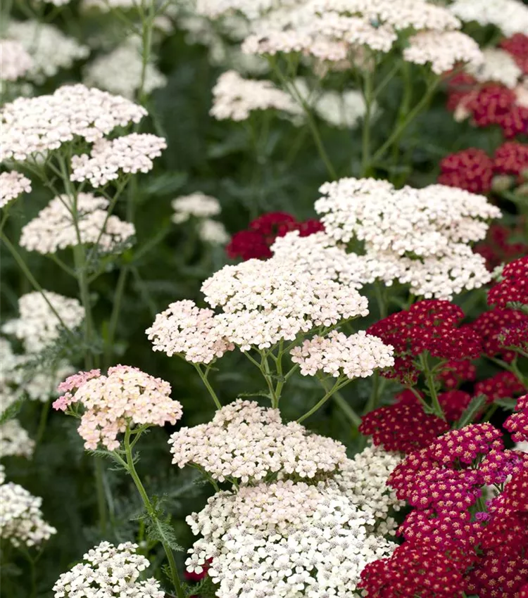 Achillée millefeuille 'Apfelblüte'