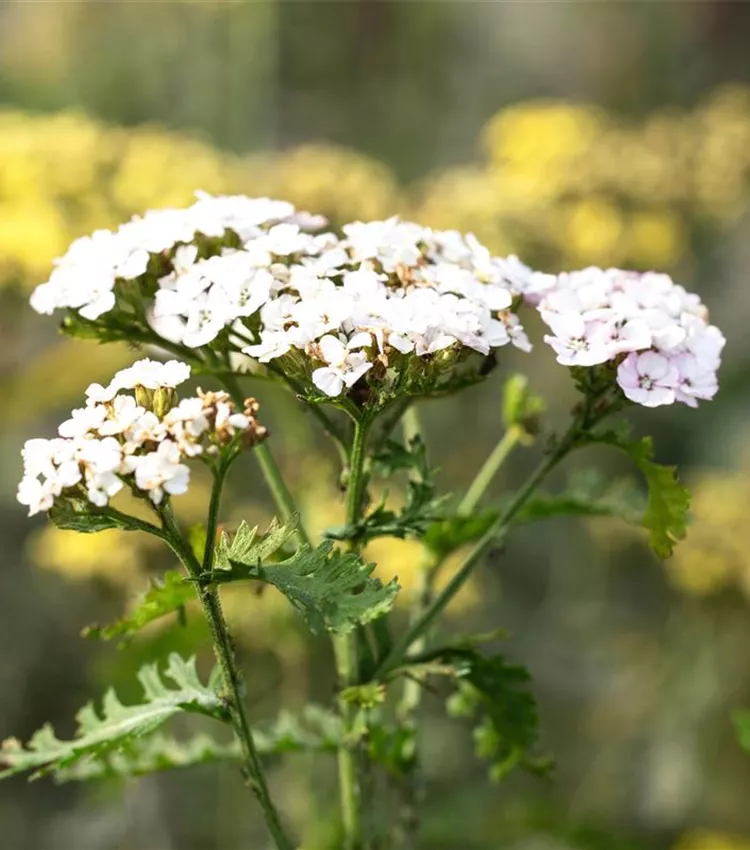 Achillée millefeuille 'Apfelblüte'