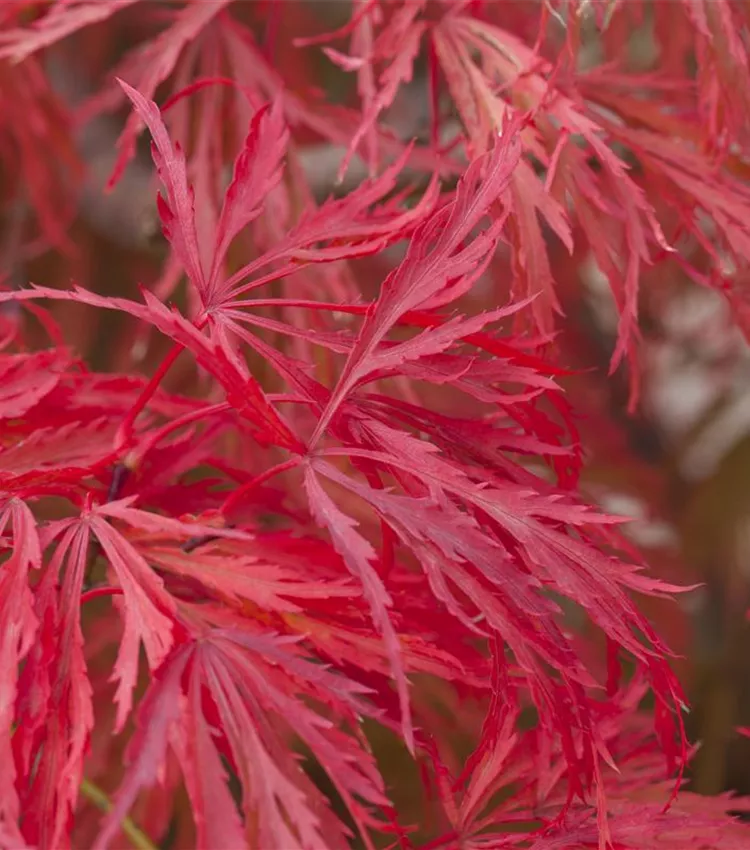 Érable palmé 'Crimson Princess'