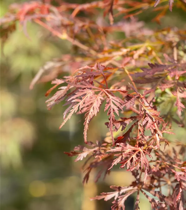 Érable palmé 'Crimson Princess'