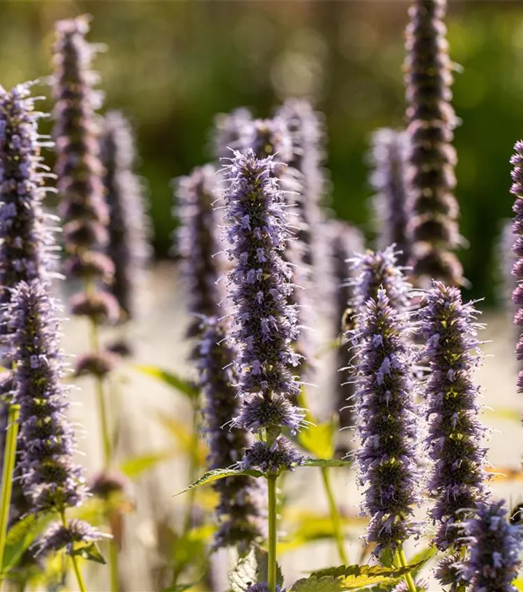 Garten-Duftnessel 'Blue Fortune' Garten-Duftnessel 'Blue Fortune'