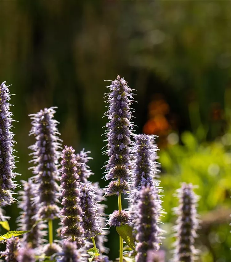 Garten-Duftnessel 'Blue Fortune' Garten-Duftnessel 'Blue Fortune'