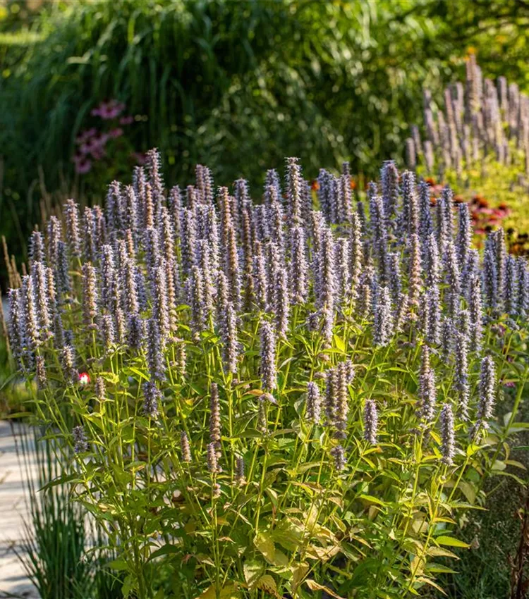 Garten-Duftnessel 'Blue Fortune' Garten-Duftnessel 'Blue Fortune'
