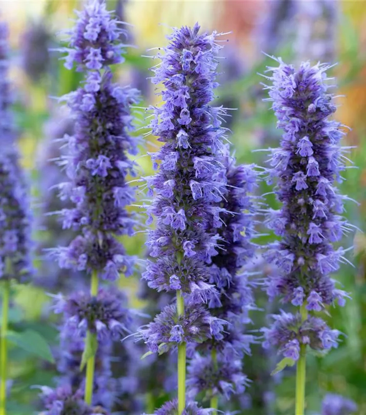 Garten-Duftnessel 'Blue Fortune' Garten-Duftnessel 'Blue Fortune'