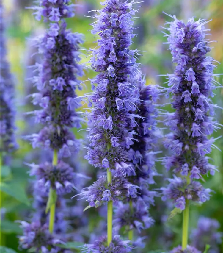 Garten-Duftnessel 'Blue Fortune' Garten-Duftnessel 'Blue Fortune'