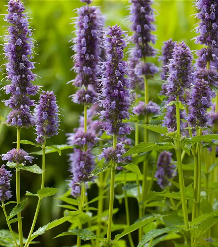 Garten-Duftnessel 'Blue Fortune' Garten-Duftnessel 'Blue Fortune'