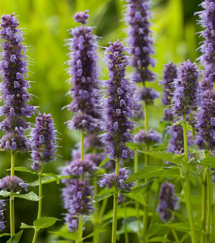 Garten-Duftnessel 'Blue Fortune' Garten-Duftnessel 'Blue Fortune'