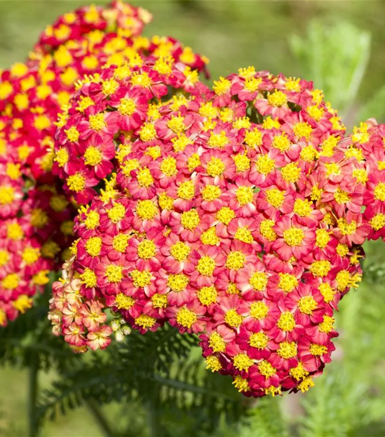 Schafgarbe 'Feuerland'