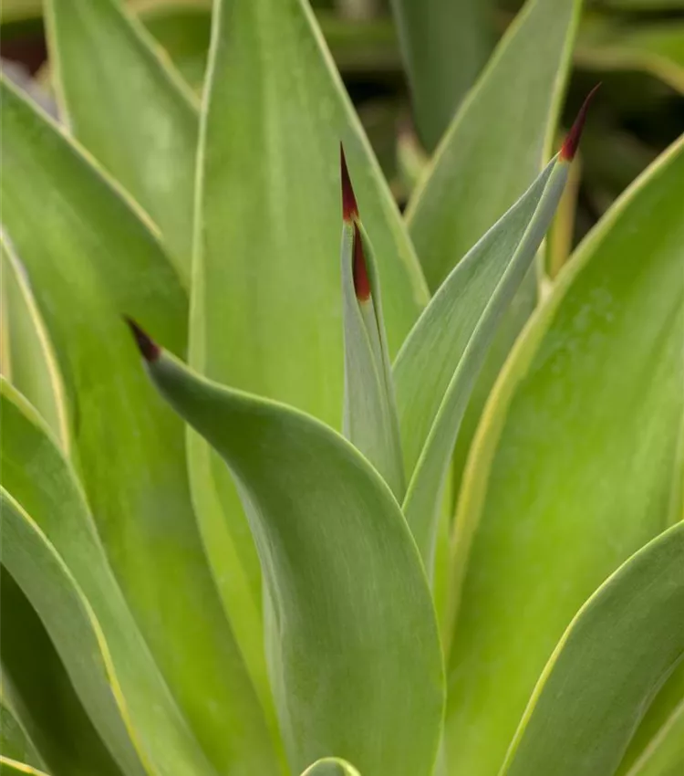 Agave américain