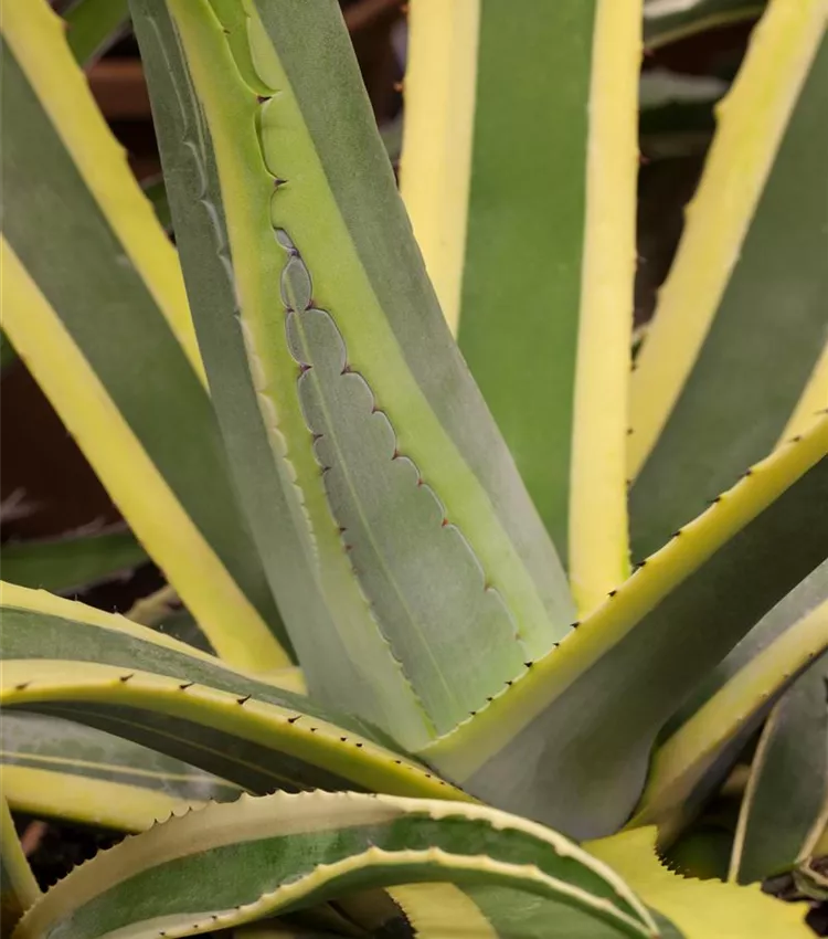 Agave américain