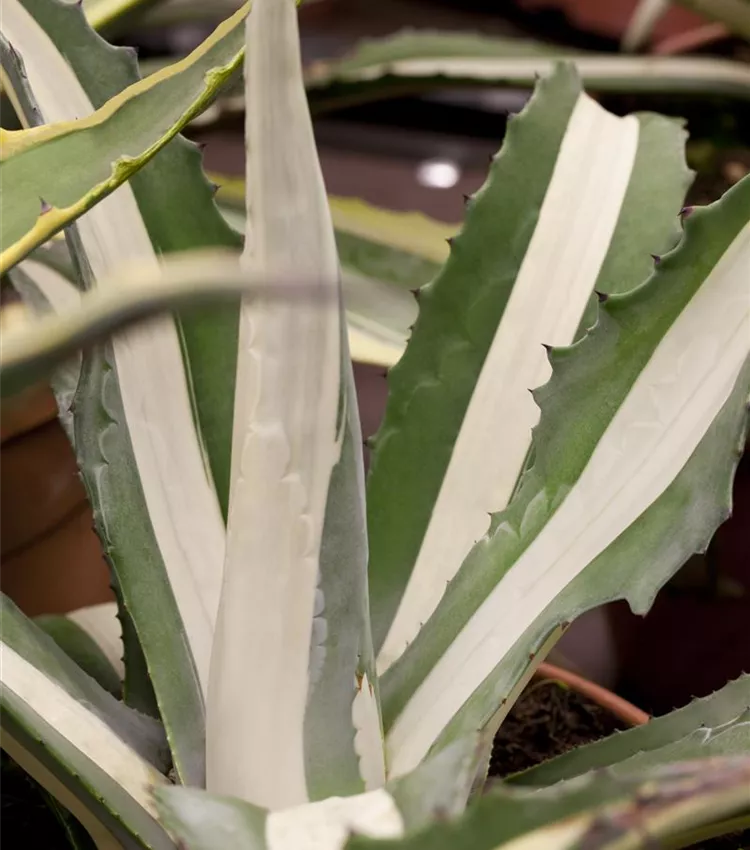 Agave américain