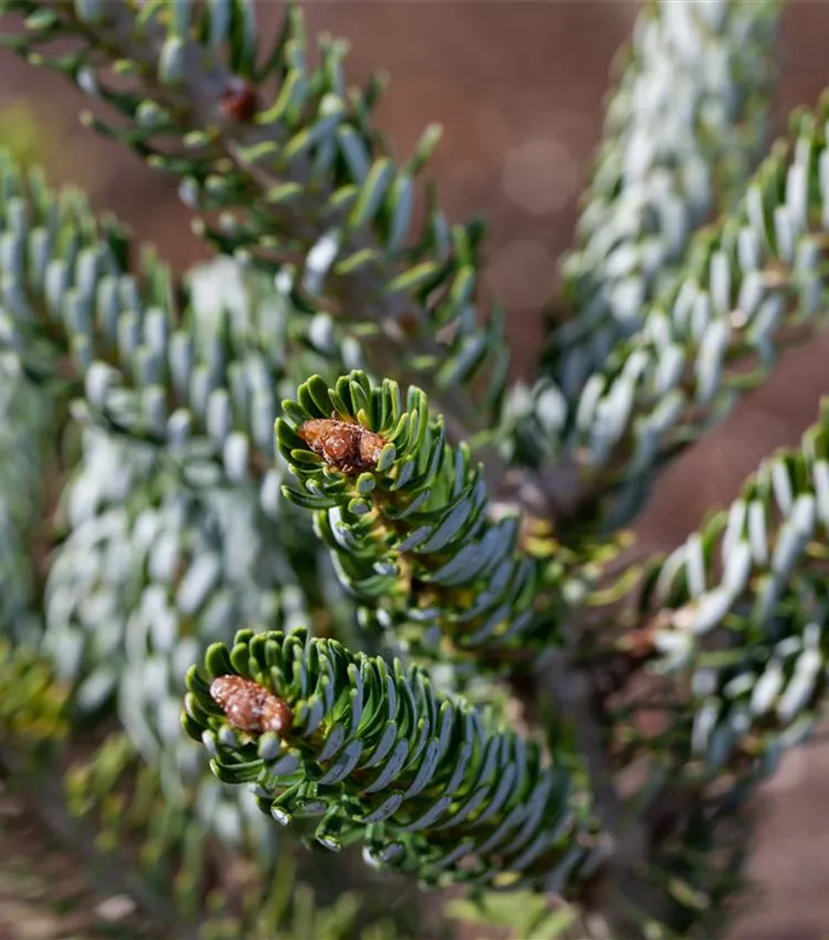 Sapin de Corée 'Silver Star'