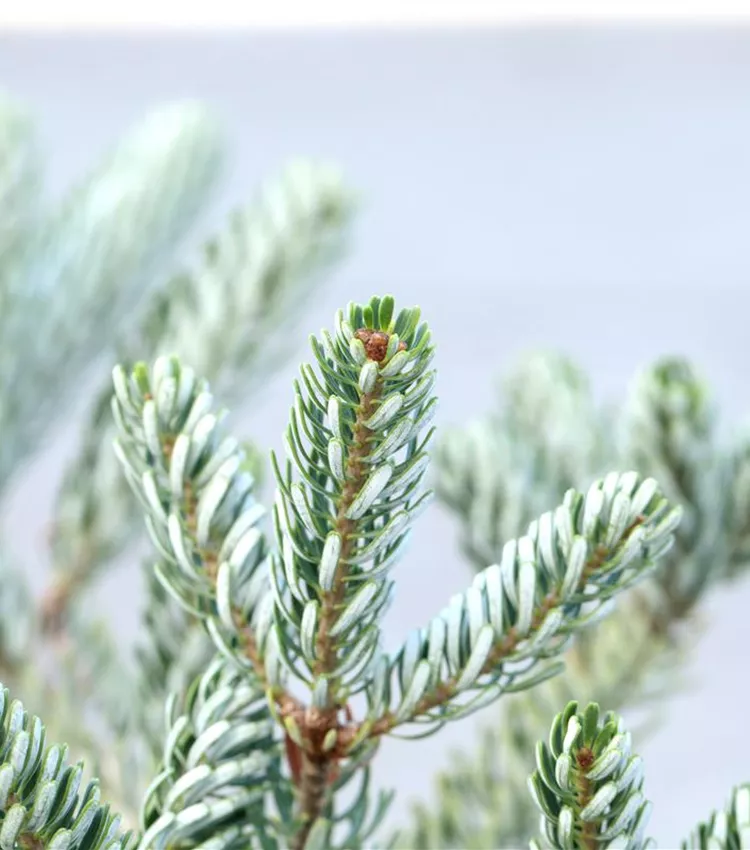 Sapin de Corée 'Silver Star'