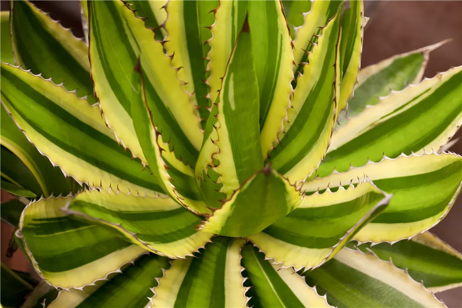 Agave lophantha, Agave | RICOTER Erdaufbereitung AG