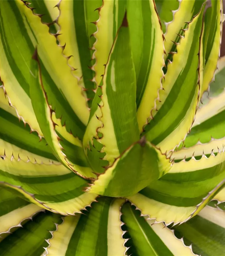 Agave lophantha, Agave | RICOTER Erdaufbereitung AG
