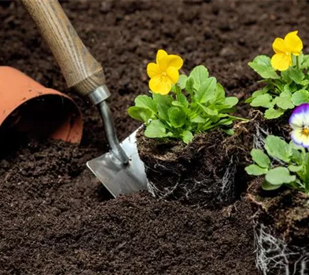 Le moment est venu d'améliorer et de protéger le sol du jardin
