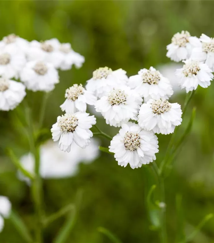 Achillée 'The Pearl'